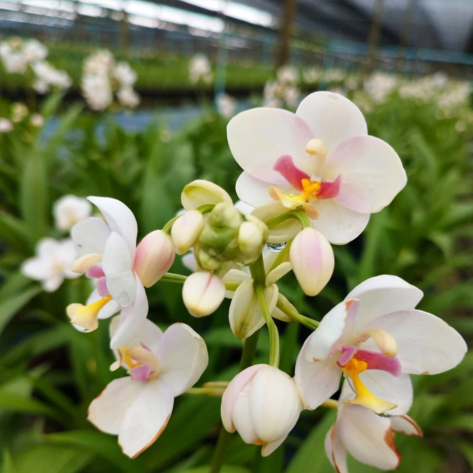 spathoglottis ground orchid